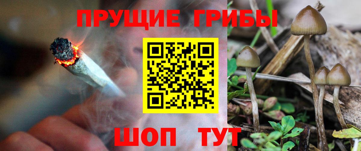 Зима  купить  цена  Вход с VPN  Псилоцибиновые грибы Psilocybe 